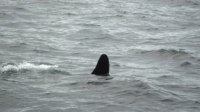 Orca taucht ab