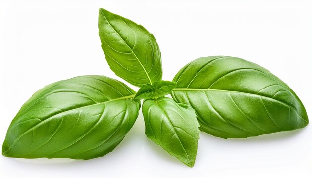 macro close up of fresh organic basil leaves rich green herb with aromatic texture culinary ingredient widely used in mediterranean cooking isolated on white