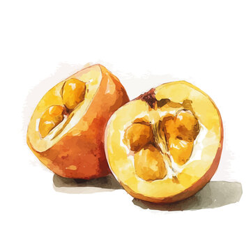 A whole and halved ackee fruit painting design set Hand-painted style, vectorized, vector set available in EPS, Simple Hand-painted watercolor style