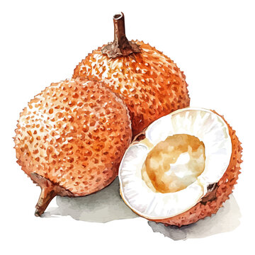 Elegant pulasan painting design collection, Hand-painted style, vectorized, vector set available in EPS, Simple Hand-painted watercolor style
