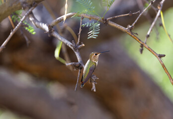 Obraz premium Hummingbird perched on mesquite tree branch at Ash Canyon in Arizona
