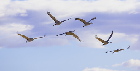 Six Sandhill Cranes Soar in Morning Blue Skies of New Mexico