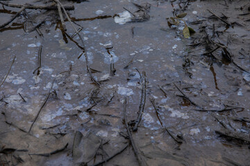 polluted swamp pond