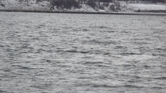 Orca taucht aus Wasser auf