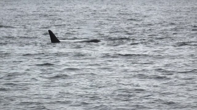 Orca taucht aus Wasser auf