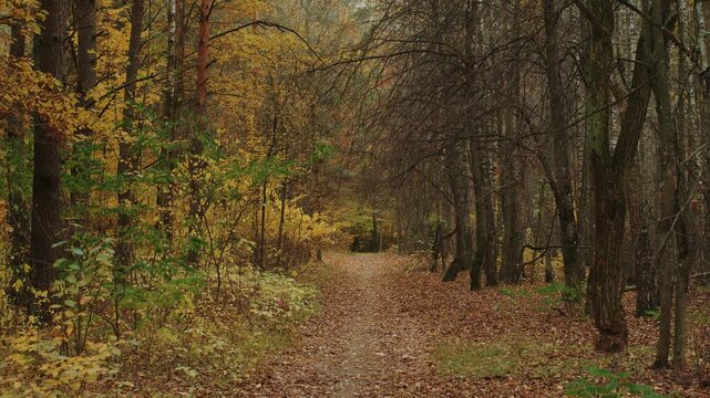 Magnificent view of an autumn forest with walking paths strewn with fallen leaves.Man rides bicycle through gap in trees. Concept of silence and pacification