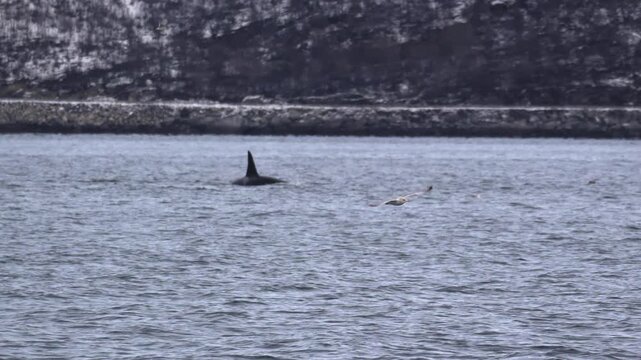 Orcas tauchen aus Wasser auf