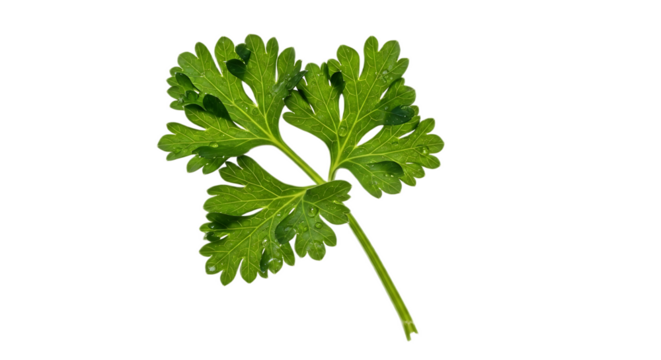 Close up of a parsley sprig with water droplets against a black background in sharp focus detail