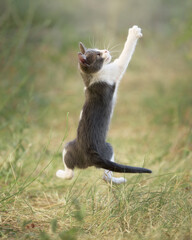 A playful kitten leaps high with front paws reaching upward. The moment freezes the energetic motion in open daylight.