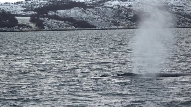 Wal taucht aus Wasser auf und atmet aus