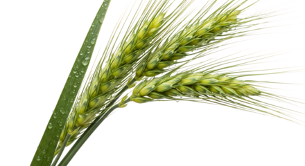 Close-up of two green wheat ears, with water droplets on a leaf, isolated on a transparent background, cutout, PNG