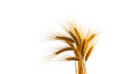 Bunch of Golden Wheat Stalks, with Long Bristles, isolated on a transparent background, cutout, PNG
