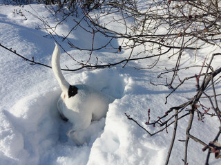 Jack Russell Terrier dog digging in deep fresh snow with only her back legs and tail visible
