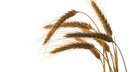 Close up of golden wheat stalks, with long awns backlit by bright light, isolated on a transparent background, cutout, PNG