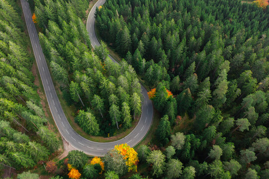 Aerial drone view of a looping forest road surrounded by coniferous and autumn trees