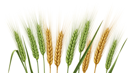 A collection of ripe golden and unripe green wheat or barley stalks, with long awns, isolated on a transparent background, cutout, PNG