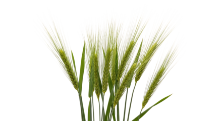 Close up of green barley stalks, with white awns against a dark background, isolated on a transparent background, cutout, PNG