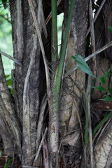 Himalayan Fishtail Palm-Caryota maxima