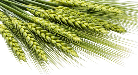 Fresh green barley stalks, with long awns and developing grain heads, isolated on a transparent background, cutout, PNG