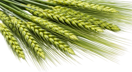 Fresh green barley stalks, with long awns and developing grain heads, isolated on a transparent background, cutout, PNG