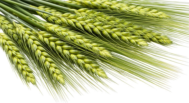 Fresh green barley stalks, with long awns and developing grain heads, isolated on a transparent background, cutout, PNG