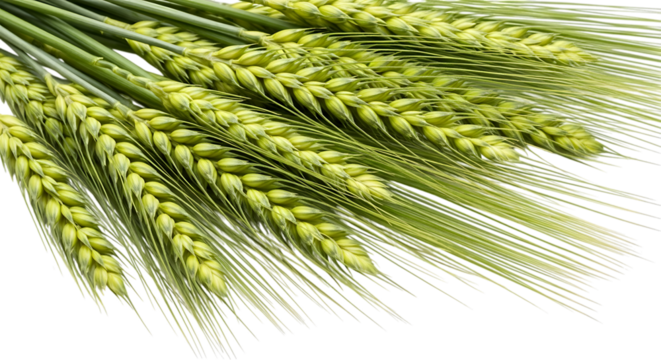 Fresh green barley stalks, with long awns and developing grain heads, isolated on a transparent background, cutout, PNG