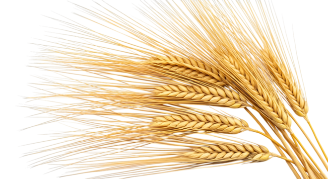 Close up of golden wheat stalks, with detailed grains and long awns, isolated on a transparent background, cutout, PNG