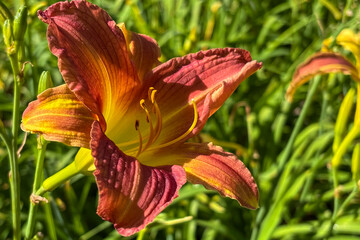 Bicolor Daylily (Hemerocallis) in wine and golden-yellow tones, in close-up under sunlight, with flower buds and a blurred green foliage background.