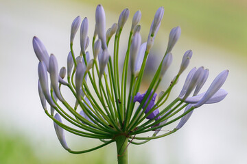 Vertical close-up of Agapanthus in bud stage. Round umbel with pale lavender buds and straight green stem. Soft-focus background in gentle green tones.