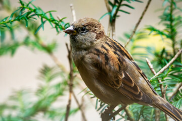 Male House Sparrow (Passer domesticus) perched in a Taxus shrub. Wild bird portrait taken in Waukesha County, Wisconsin, in late October.