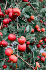 Close-up of ripe red crabapples clustered on leafy branch during harvest season