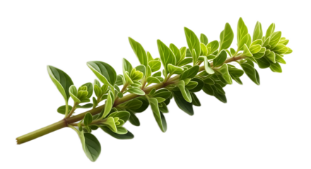 Close up shot of a vibrant oregano branch with small leaves against a dark black background studio shot