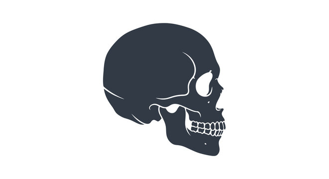 Skull illustration in a side profile, with detailed features and a simple white background