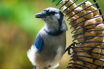 A Blue Jay (Cyanocitta cristata) on a peanut feeder. Close-up portrait of this wild, blue-crested corvid in Waukesha County, Wisconsin, late fall.