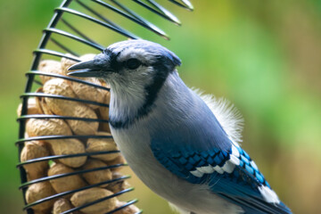 Side view of a Blue Jay (Cyanocitta cristata) with an open beak, perched on a peanut feeder in Wisconsin. Late October wildlife portrait.