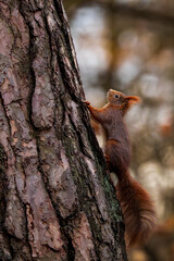 Red squirrel (Sciurus vulgaris) climbing a textured tree trunk in soft forest light, natural woodland behavior ideal for wildlife backgrounds, educational nature themes and seasonal outdoor design pro