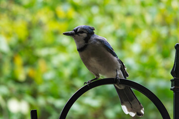 A Blue Jay (Cyanocitta cristata) perches gracefully on a shepherd's hook. Backyard bird in Waukesha County, Wisconsin, against green foliage, late fall.