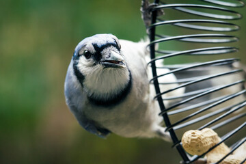 A Blue Jay (Cyanocitta cristata) looks downward while perched on a spiral peanut feeder, preparing to feed. Waukesha County, Wisconsin, fall.