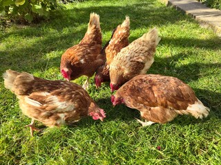 Group of four brown free-range hens pecking for food on lush green grass in bright sunlight; healthy organic poultry farming, domestic animals in a rural environment.free range chicken