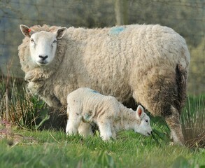 sheep and lambs