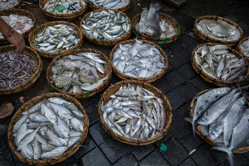 Newly caught fish in market