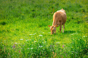 Guernsey Cow, Isle of Guernsey