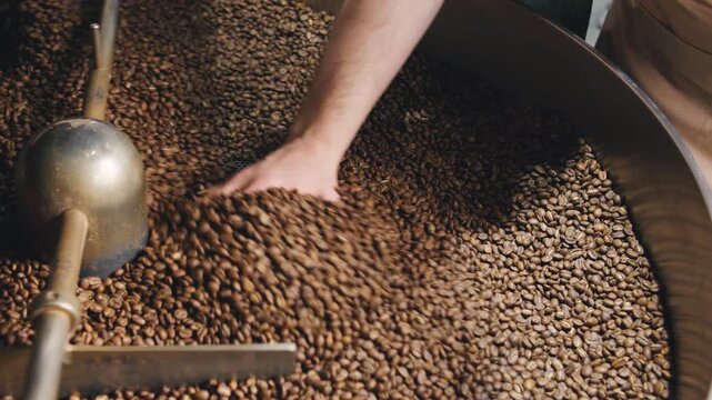 Hand inspecting roasted coffee beans in a roasting machine during the daytime at a local coffee shop