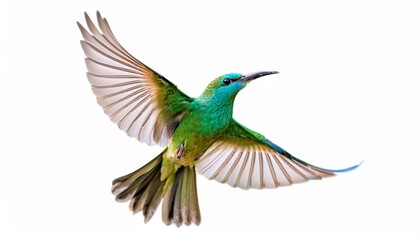 Fototapeta premium bird with green wings colorful little bird is flying isolated on white background