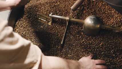 Coffee roasting process occurs as a skilled barista observes and manages freshly roasted beans in a large metal drum at a local caf 