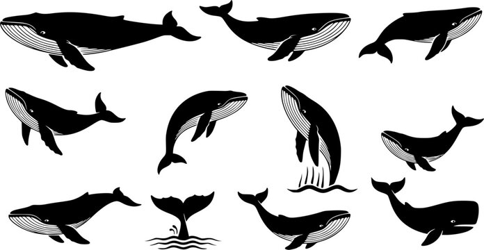 Blue whale silhouette, Whale silhouette, Blue whale, Blue whale icon set, Whale clipart
