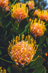 A photo taken in the Cape Town Biodiversity Park in South Africa 