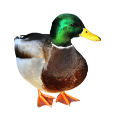 male mallard duck