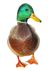 mallard duck isolated on white
