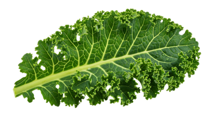 A single fresh, curly green kale leaf isolated on transparent background for healthy eating concept